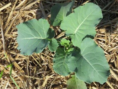 Develop a Seed Plan for Your Vegetable Garden, Part 2: Defining a Seed-Starting Schedule Image